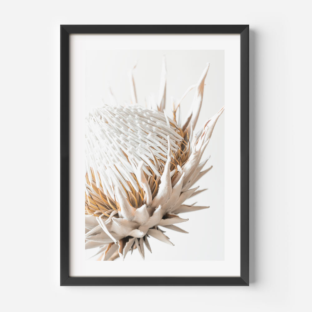 Dry Protea I Art Print