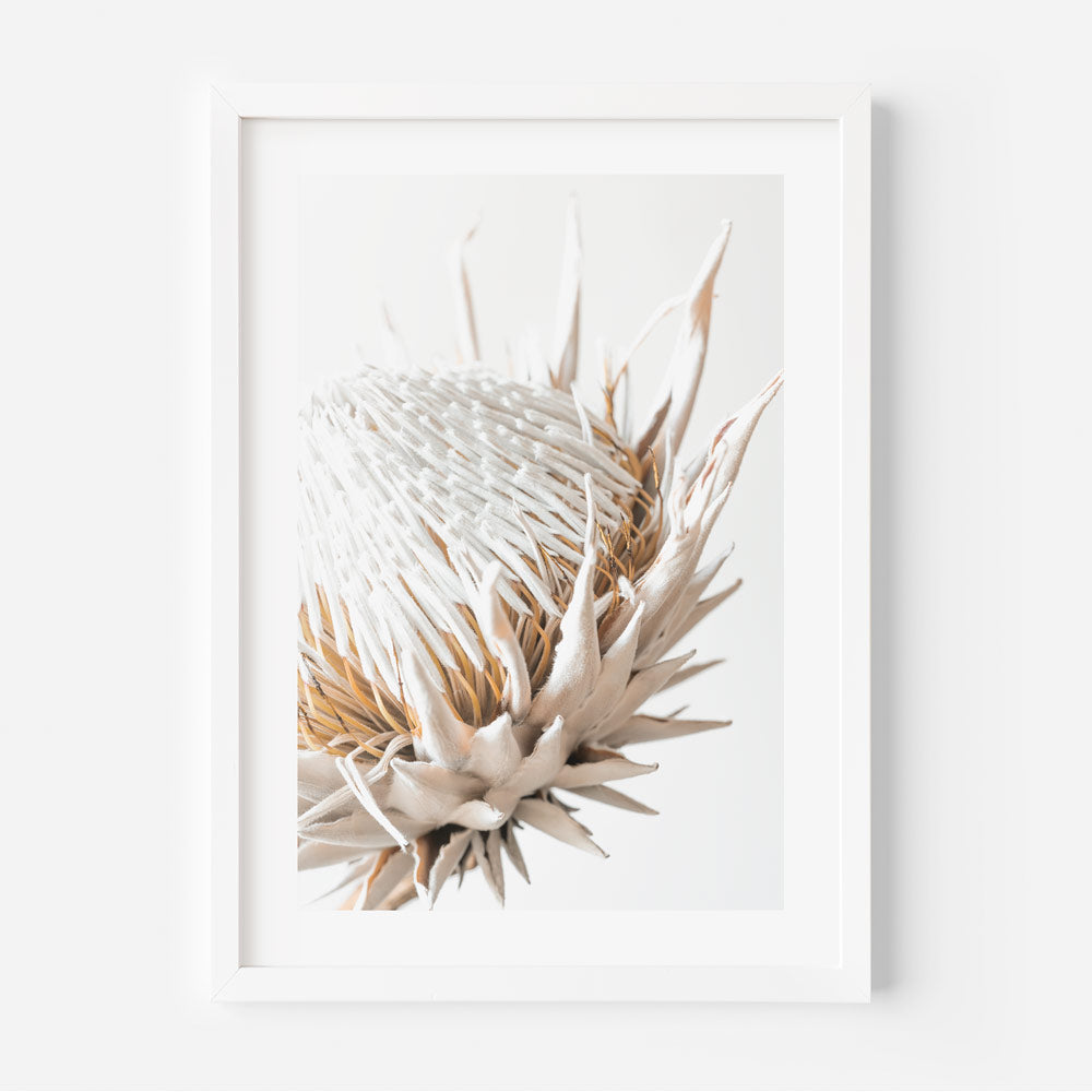A framed photograph of a Protea flower with a predominantly beige and white color palette.
