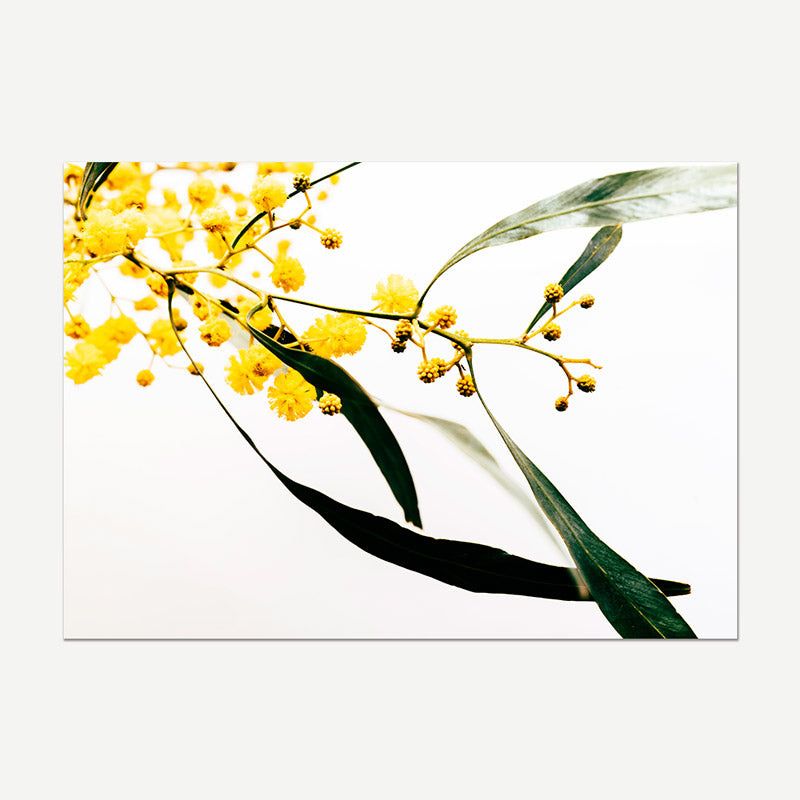 A botanical art print featuring bright yellow mimosa flowers and long green leaves on a white background, presented as a rectangular canvas against a light gray backdrop.