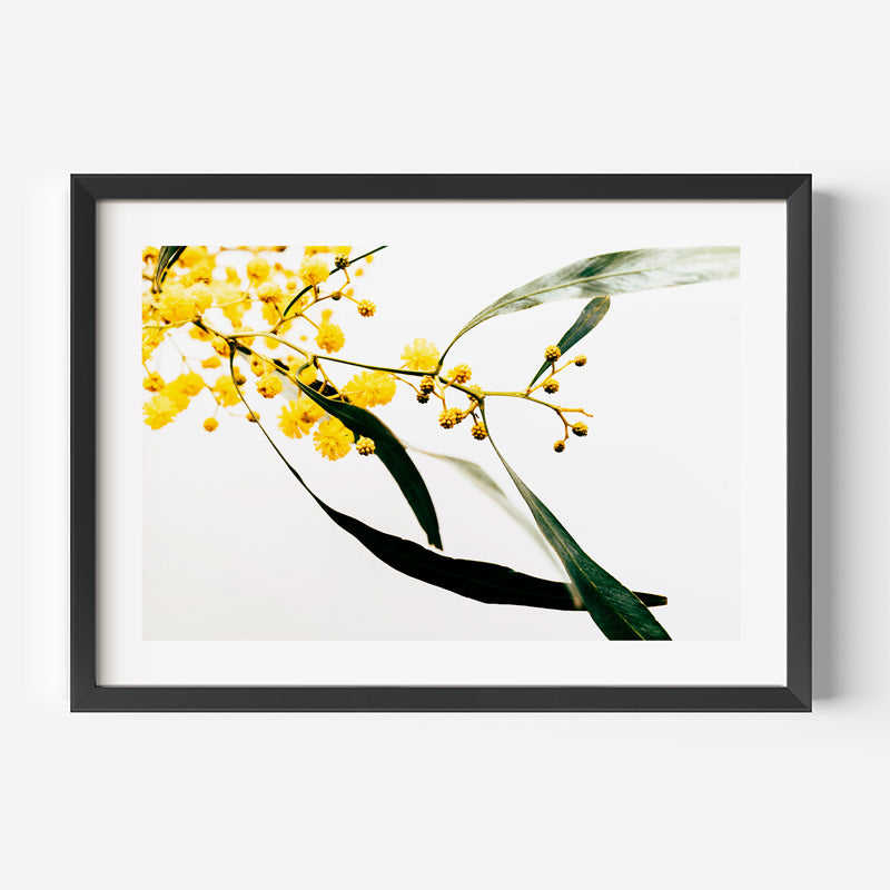 A framed botanical art print featuring yellow wattle blossoms and green leaves on a white background, enclosed in a black frame with a white mat.