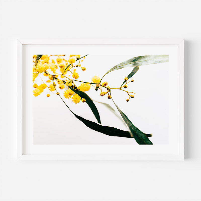 A framed botanical art print featuring yellow mimosa flowers and green leaves on a white background, presented in a white frame against a light gray wall.