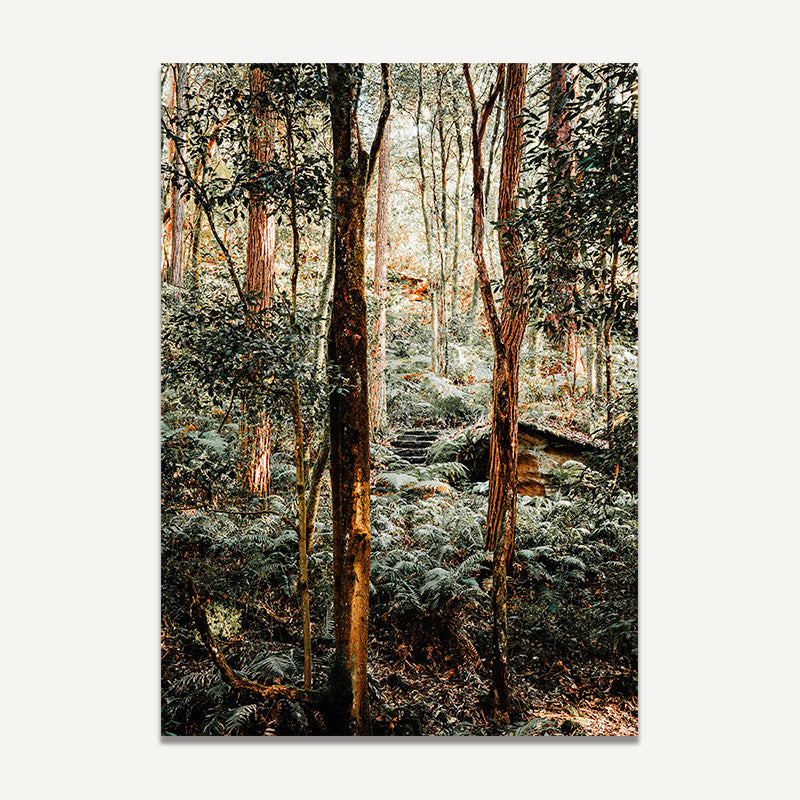 Forest scene with tall trees and a path in the woods