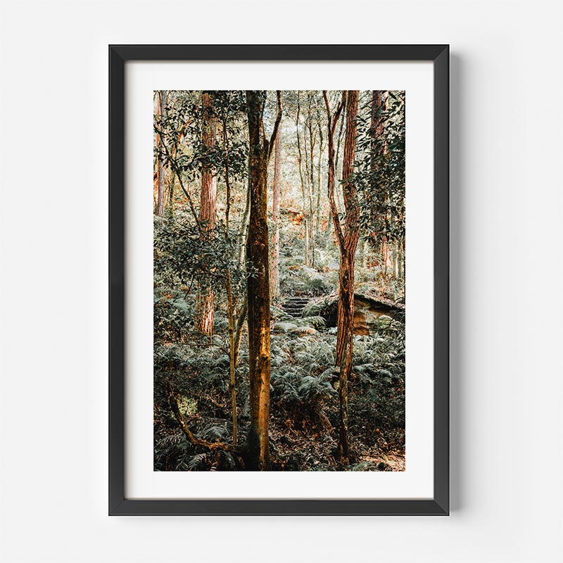 Framed photograph of a forest scene with tall trees and green foliage.