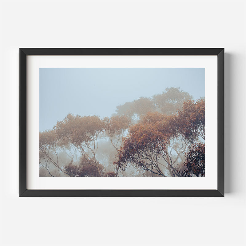 Framed photograph of trees with a black frame on a white wall