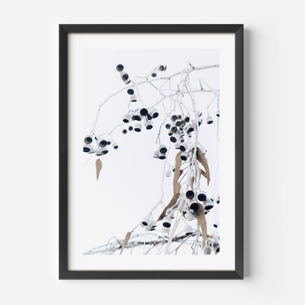 Eucalyptus Nuts I Art Print