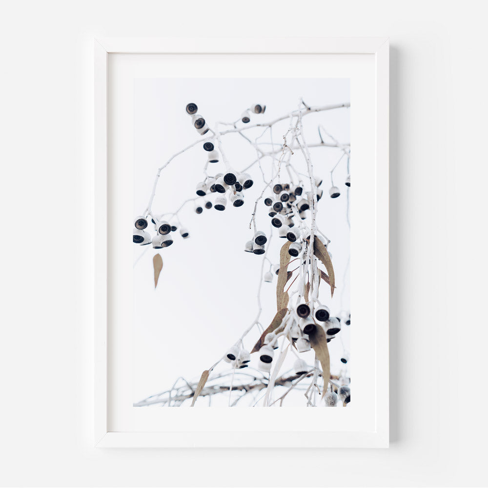 A framed black and white photograph of eucalyptus nuts and branches, with a white background.