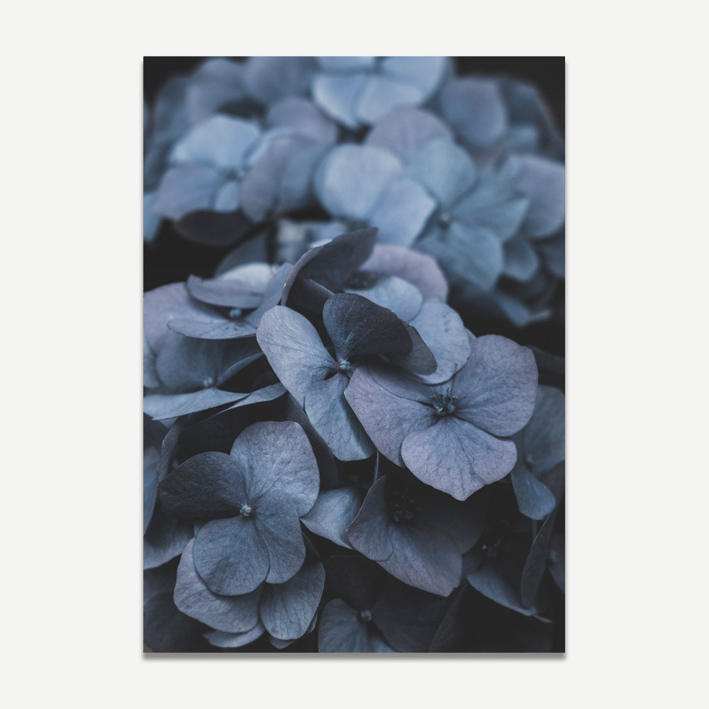 photograph of Hydrangea leaves, perfect for botanical enthusiasts and lovers of greenery-inspired decor.