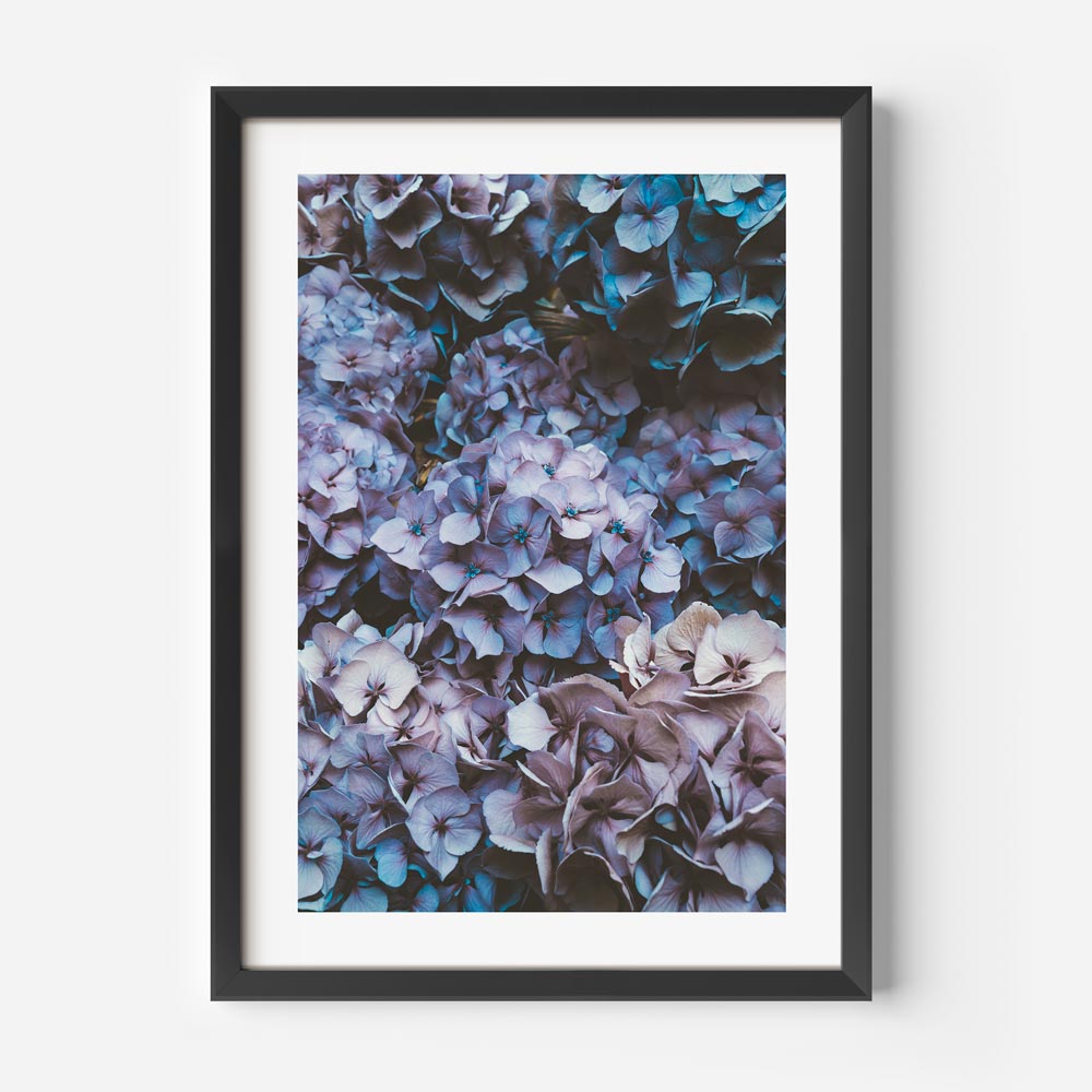 Explore the beauty of Hydrangea Blooms with this captivating canvas print - Great for home decor.