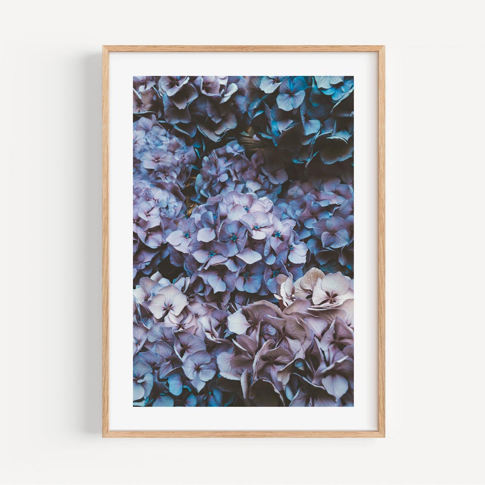 Hydrangea Blooms captured in exquisite detail on canvas - Enhance your space with this elegant wall decor.