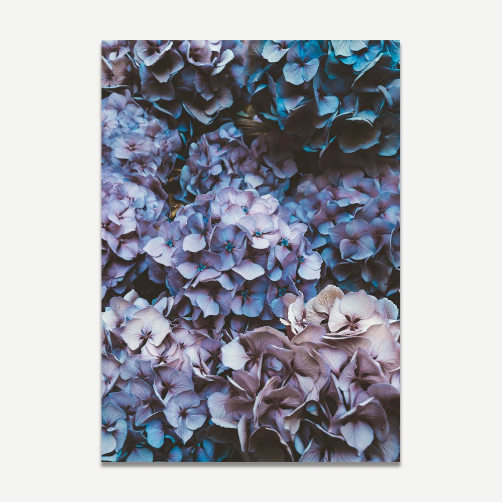 Photographed Hydrangea Blooms canvas print: Add a touch of nature to your home decor with this beautiful artwork.