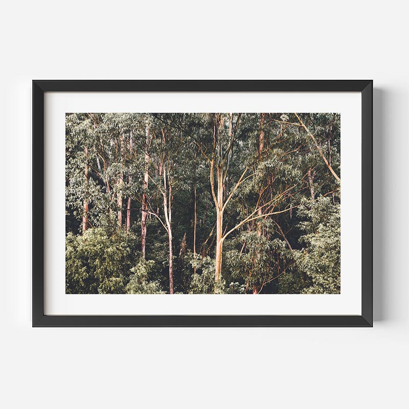 Kangaroo Bushland Art Print