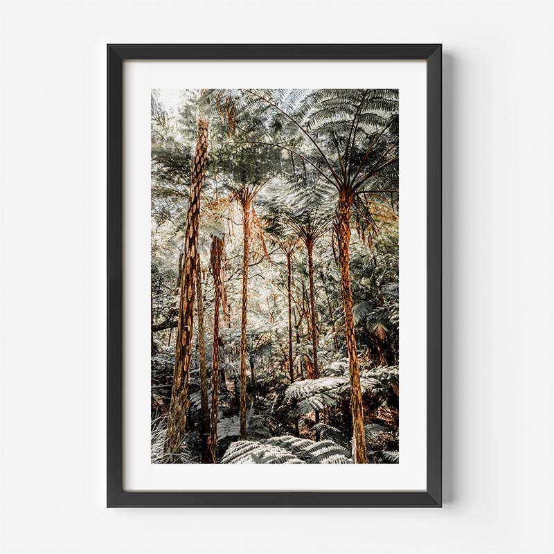 Framed photograph of a forest with tall trees and ferns on a white wall.