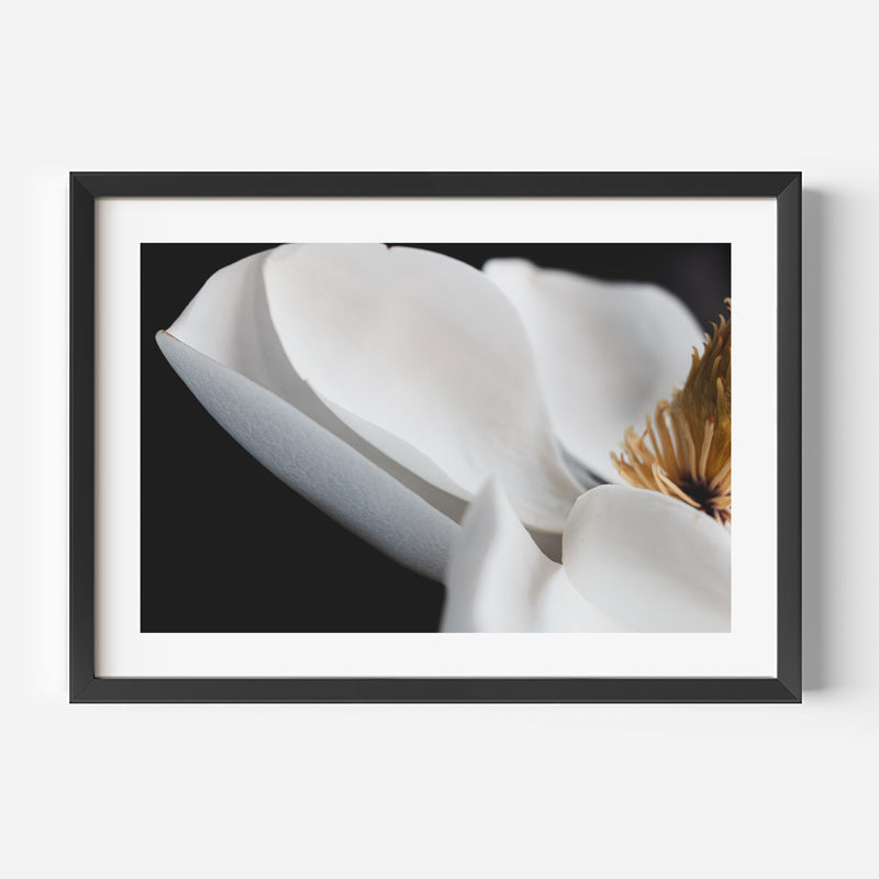 Magnolia Flower Art Print