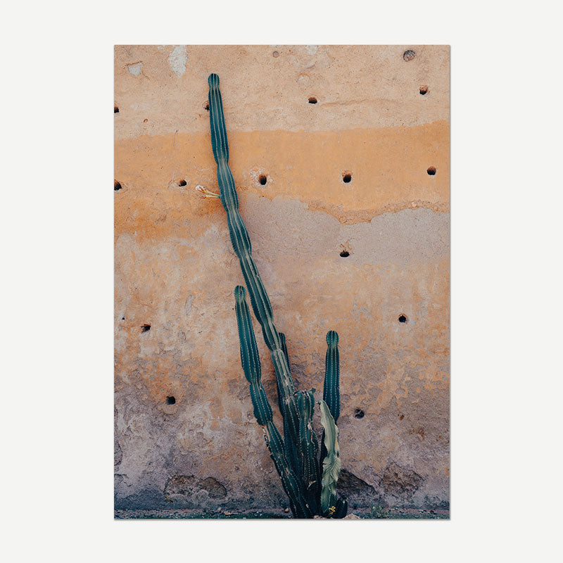 Cactus against a textured wall with peeling paint