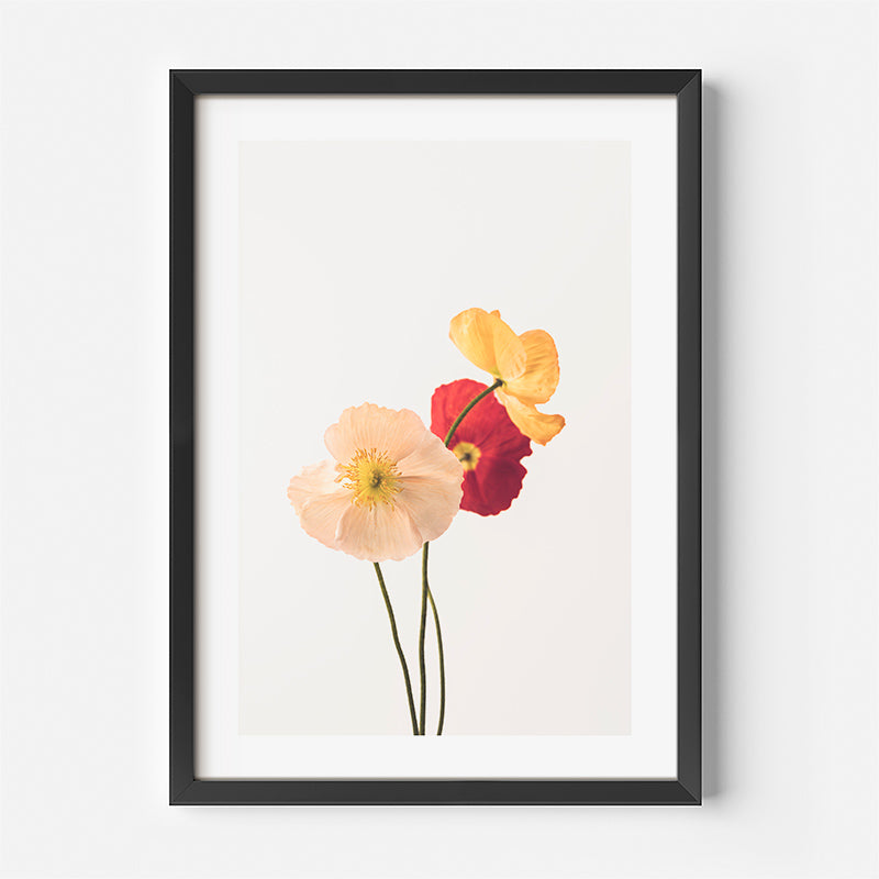 Pastel Poppies Fine Art