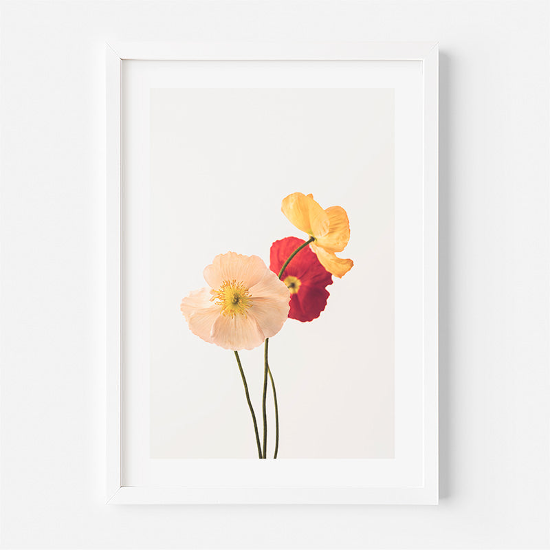 Pastel Poppies Fine Art