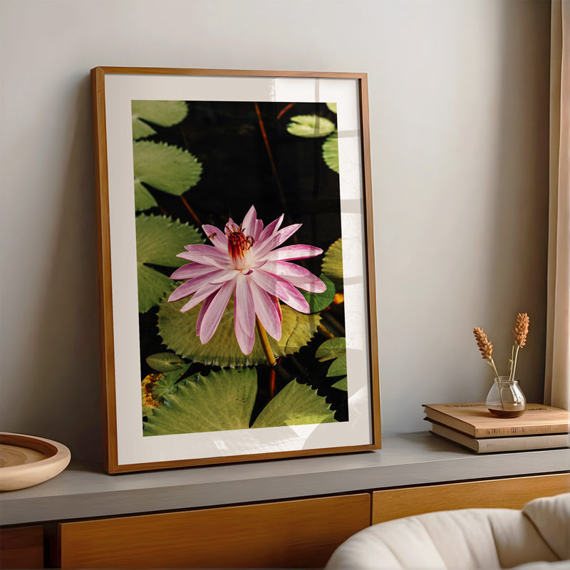 Pink Lotus Singapore Art Print