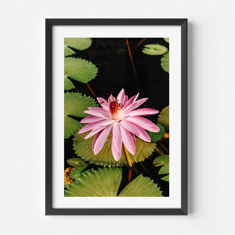 Framed photograph of a pink water lily with green leaves on a white wall.
