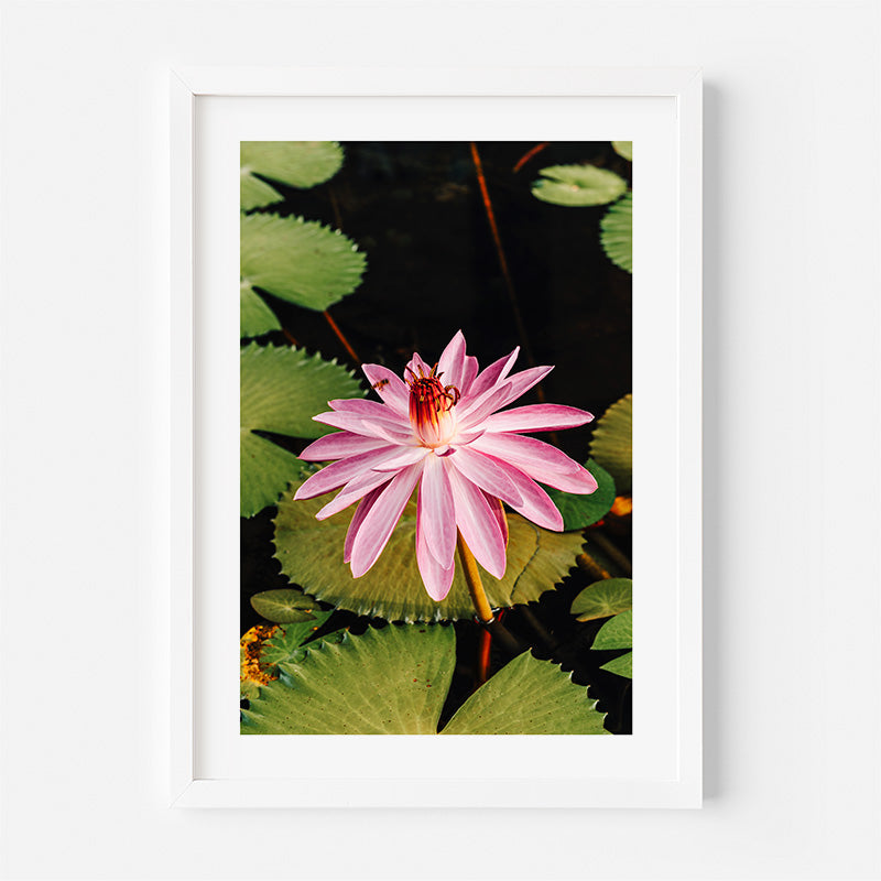 Framed photograph of a pink water lily with green leaves on a white background