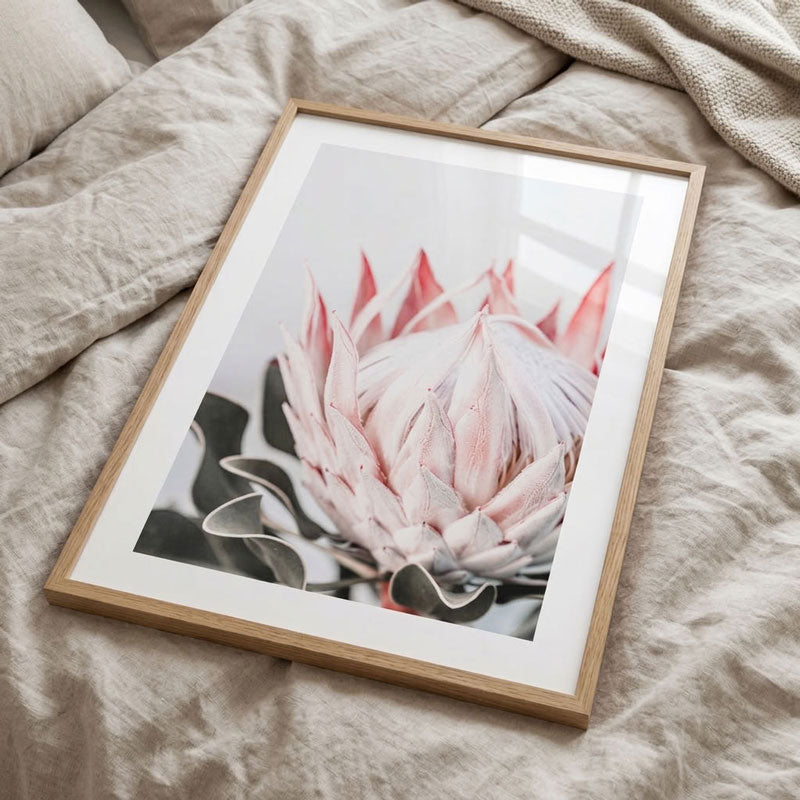 Pink Queen Protea I Art Print