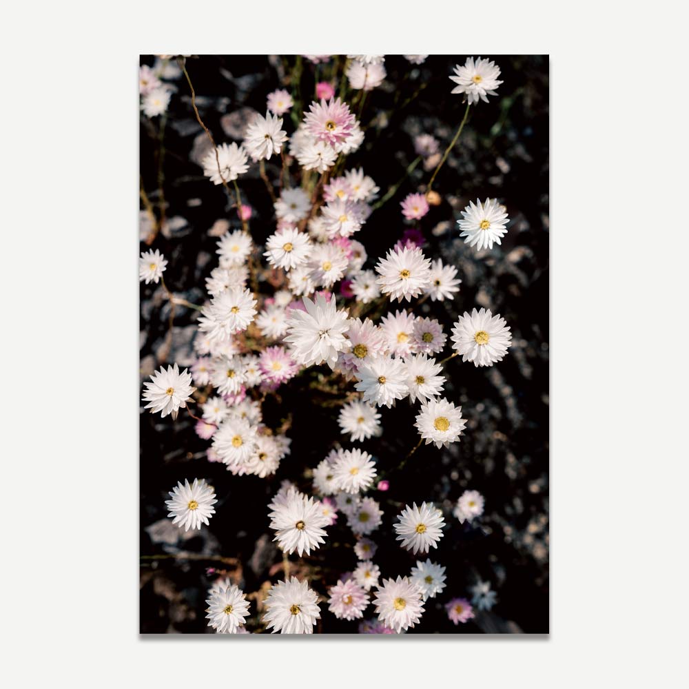 A photograph of a cluster of pink and white daisy-like flowers with a dark background.