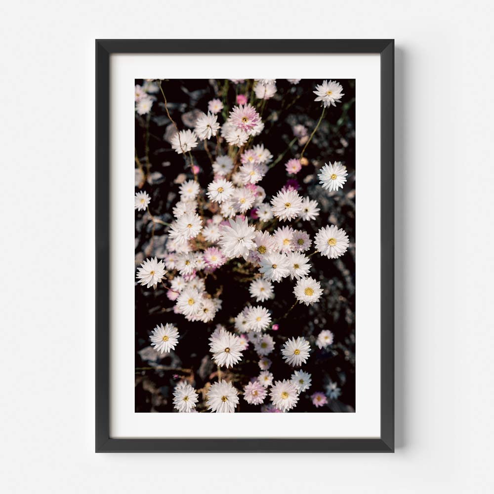 Paper Daisy I Art Print