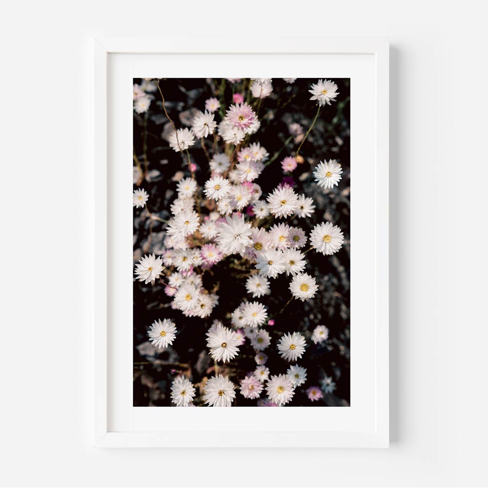 Paper Daisy I Art Print