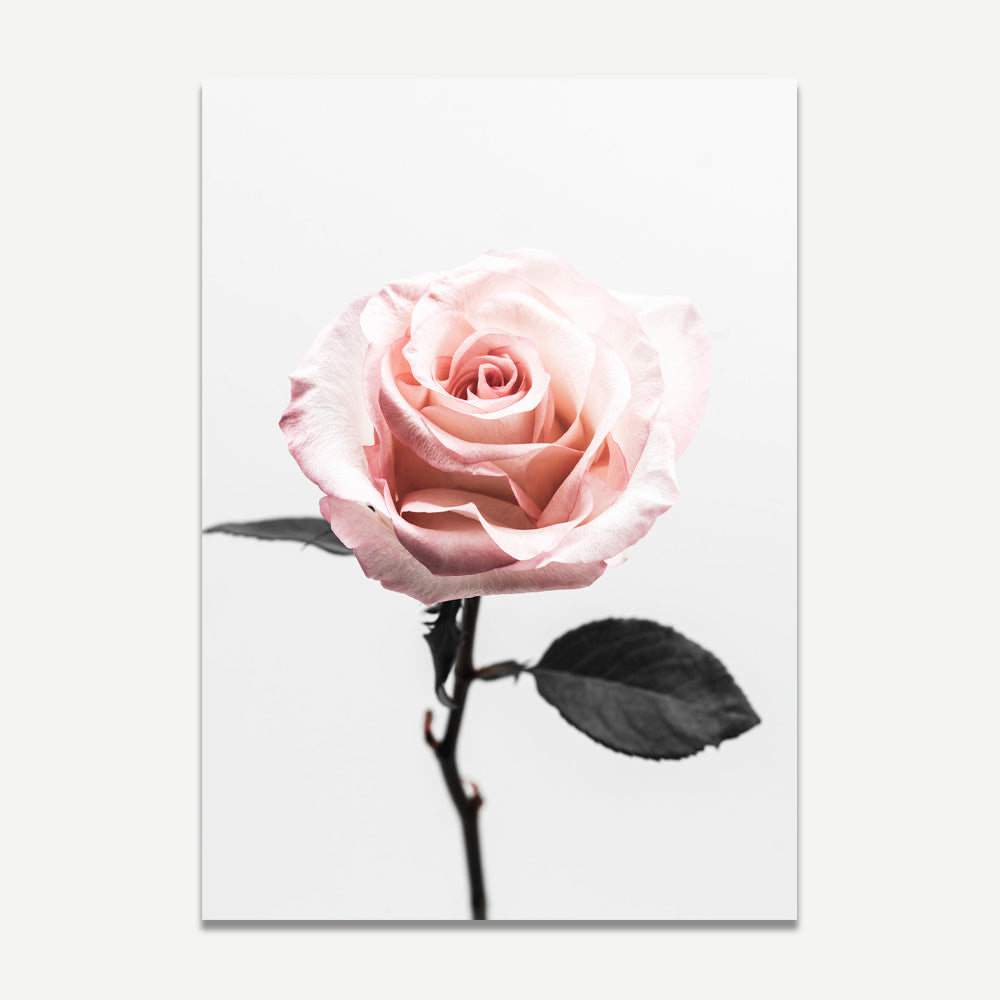A close-up photograph of a pink rose with a stem and a few leaves, against a white background.