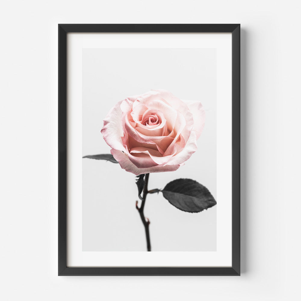 Pink Rose Art Print