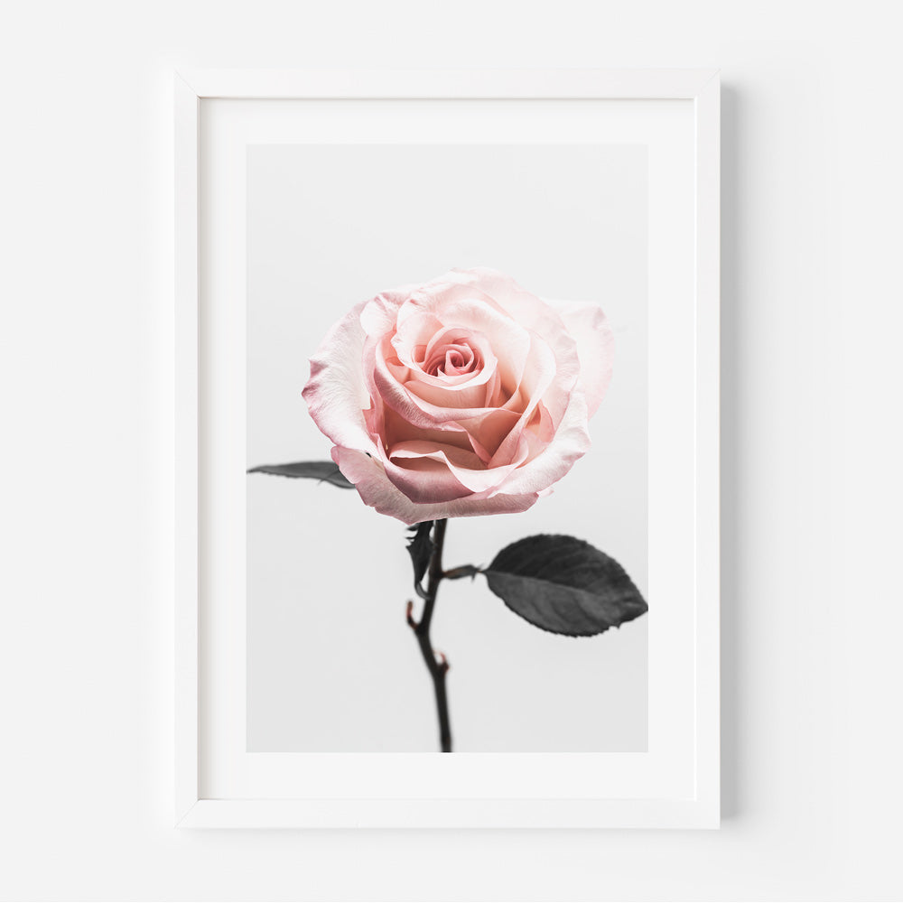 Pink Rose Art Print