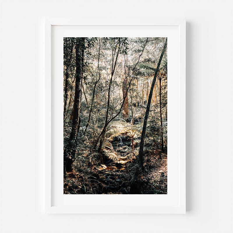Framed photograph of a forest scene with sunlight filtering through the trees.