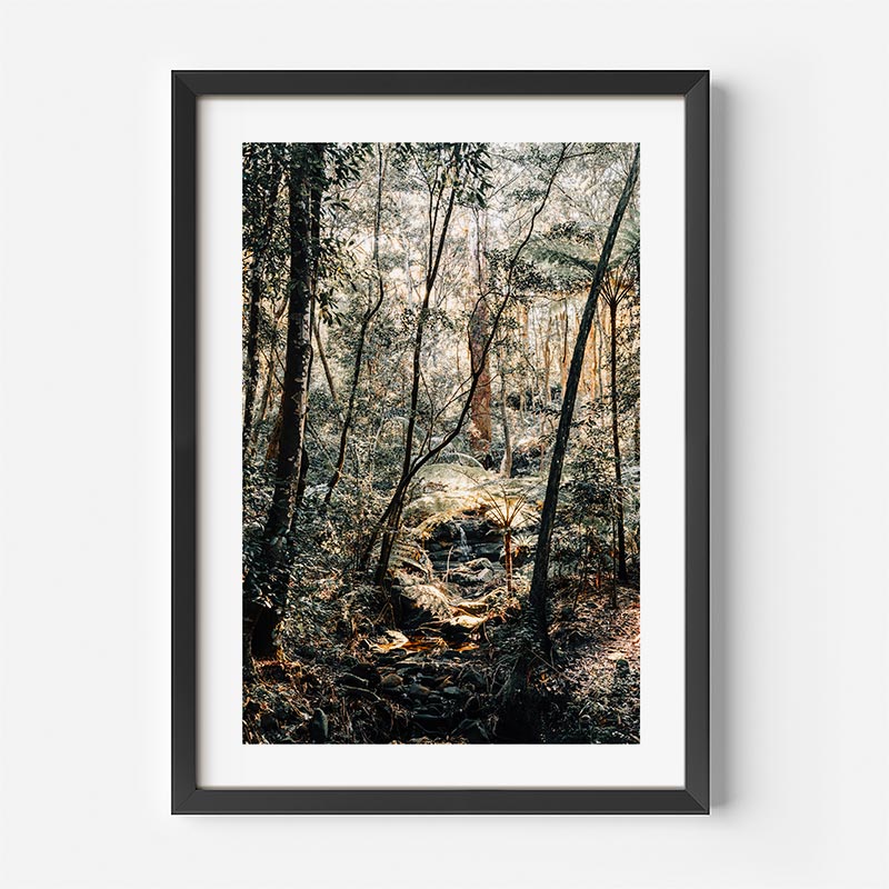 Framed photograph of a forest scene with sunlight filtering through the trees.