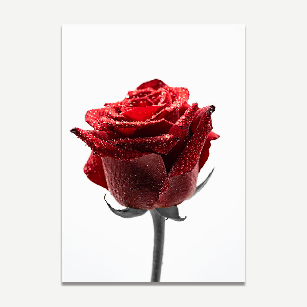 Set of 2 Art Prints - Red Rose in the Rain & Red Rose
