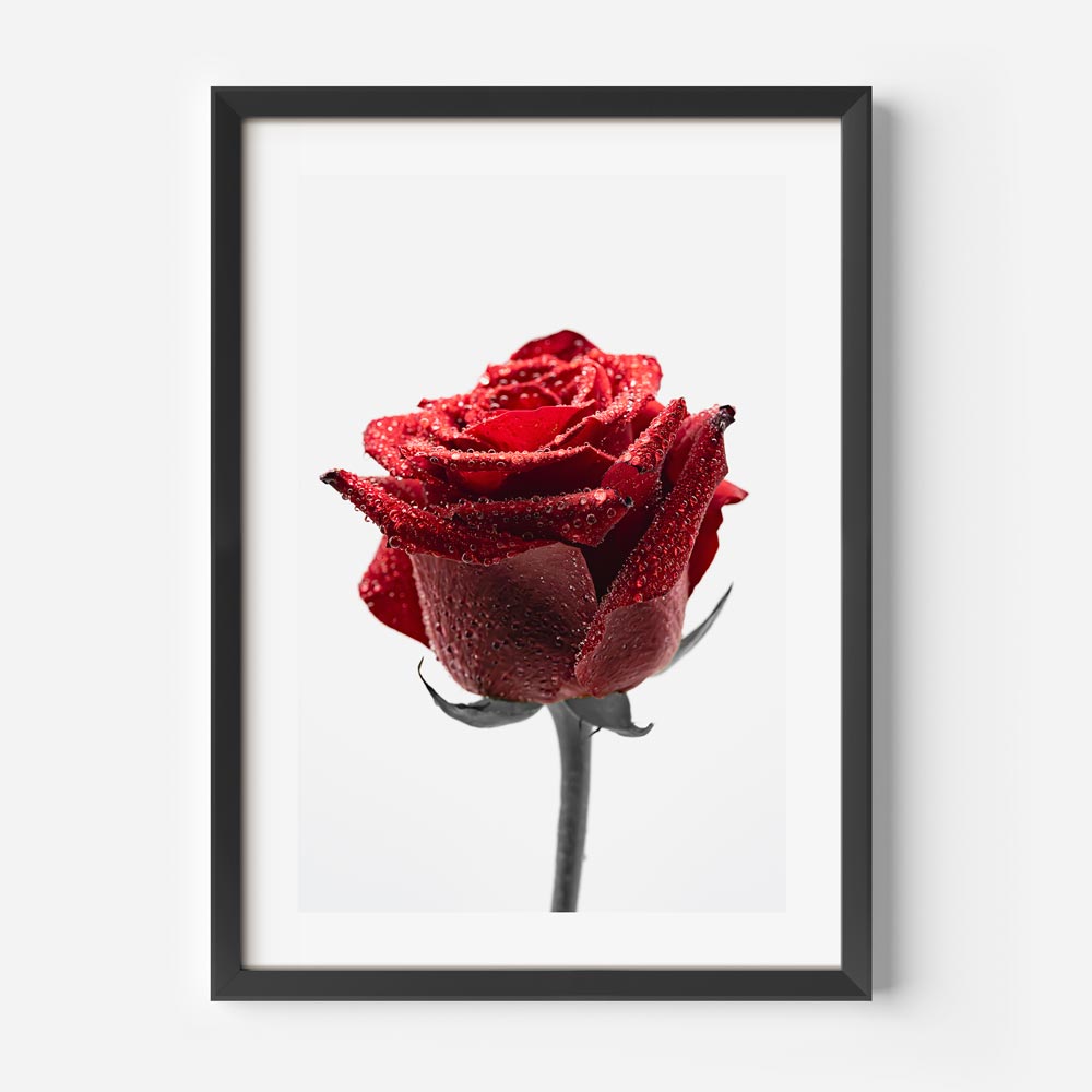 Red Rose Art Print