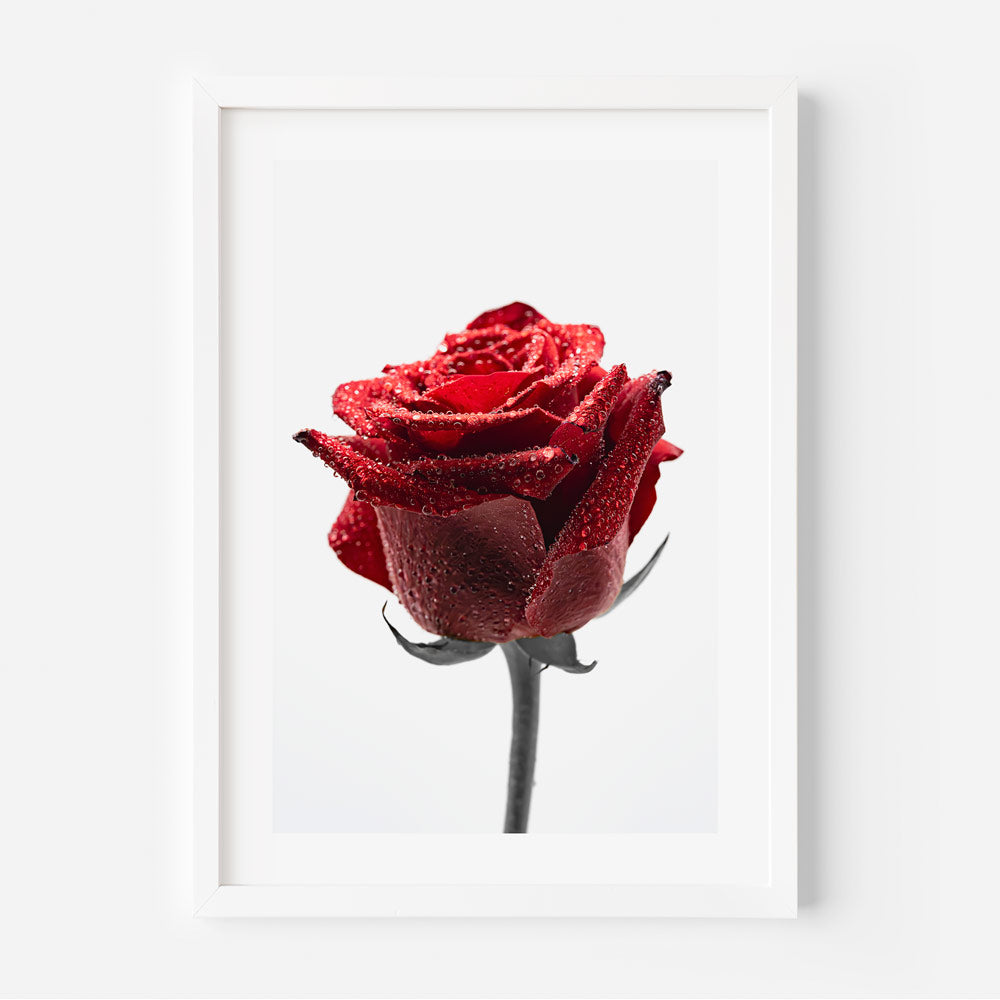 A framed photo art of a close-up red rose with water droplets.