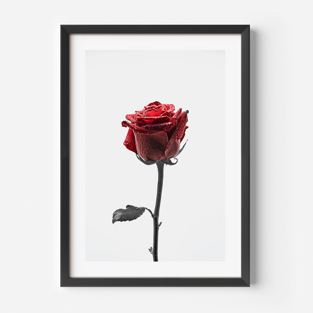 Single Red Rose Art Print