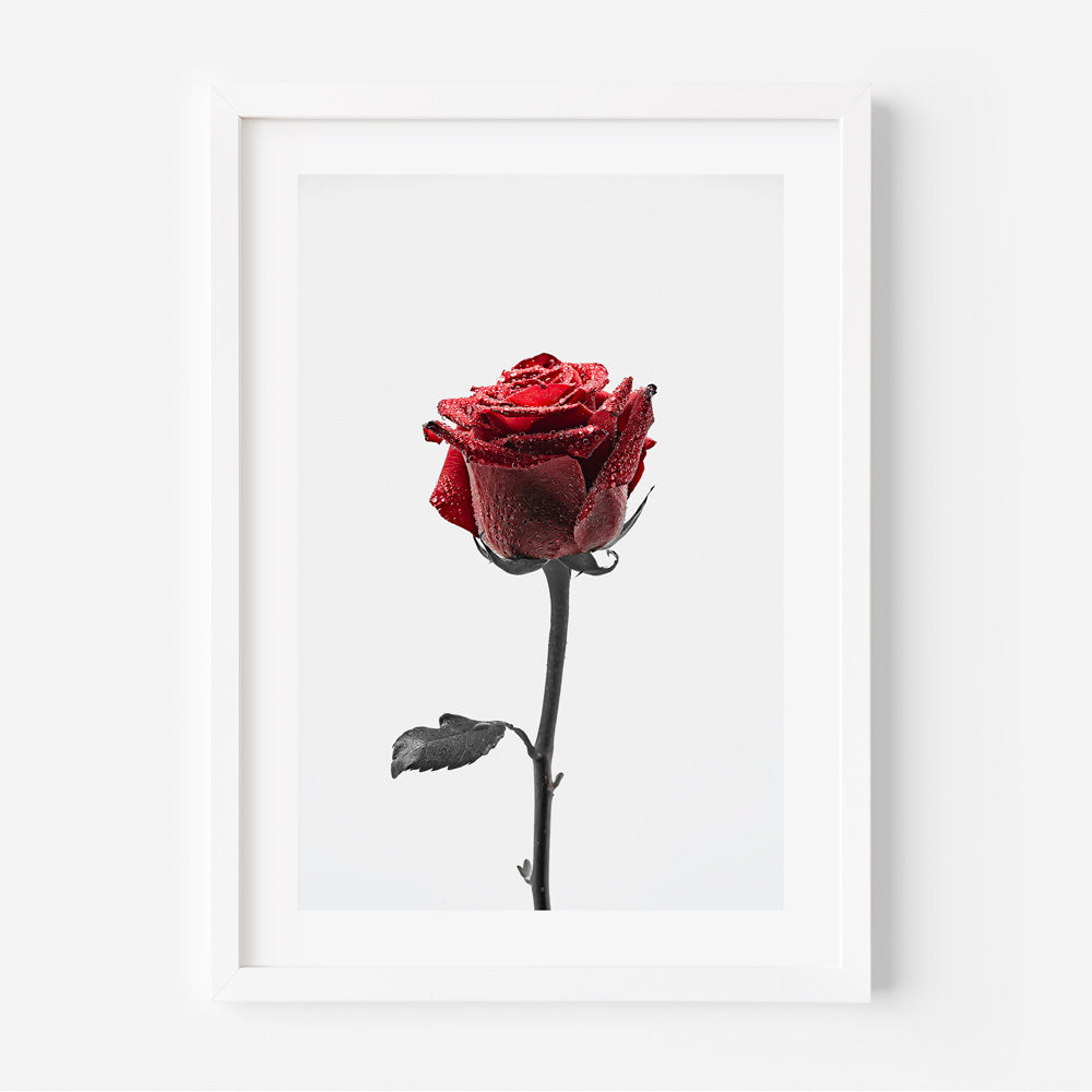 A framed artwork featuring a close-up photograph of a red rose with water droplets, presented in a white frame.