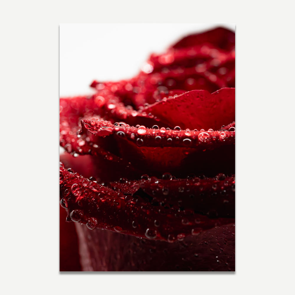 Close-up photograph of rain droplets on a red rose