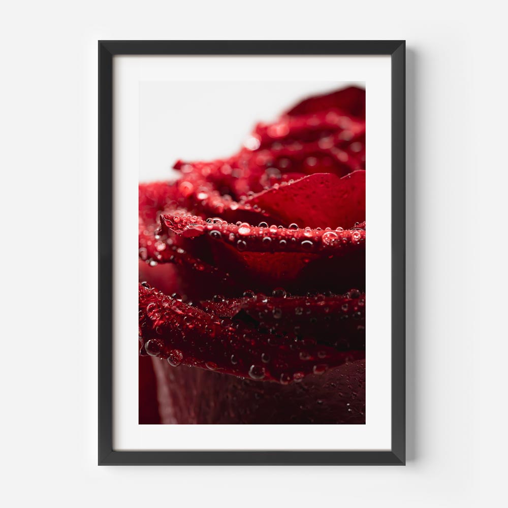 Red Rose I Art Print