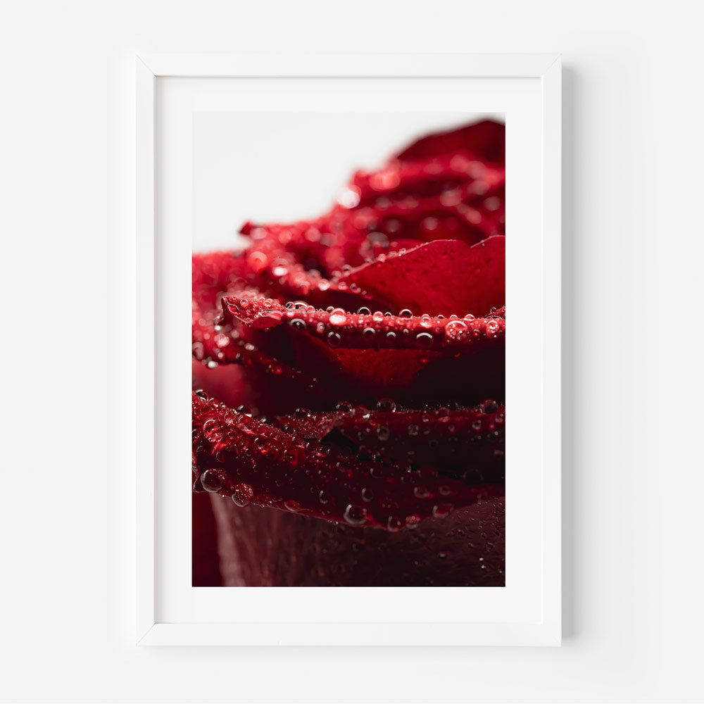 A framed photograph of a red rose with close up of rain drops on it, displayed against a white background.