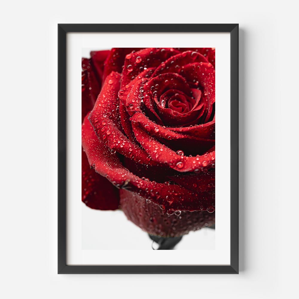Red Rose Rain Drops Art Print