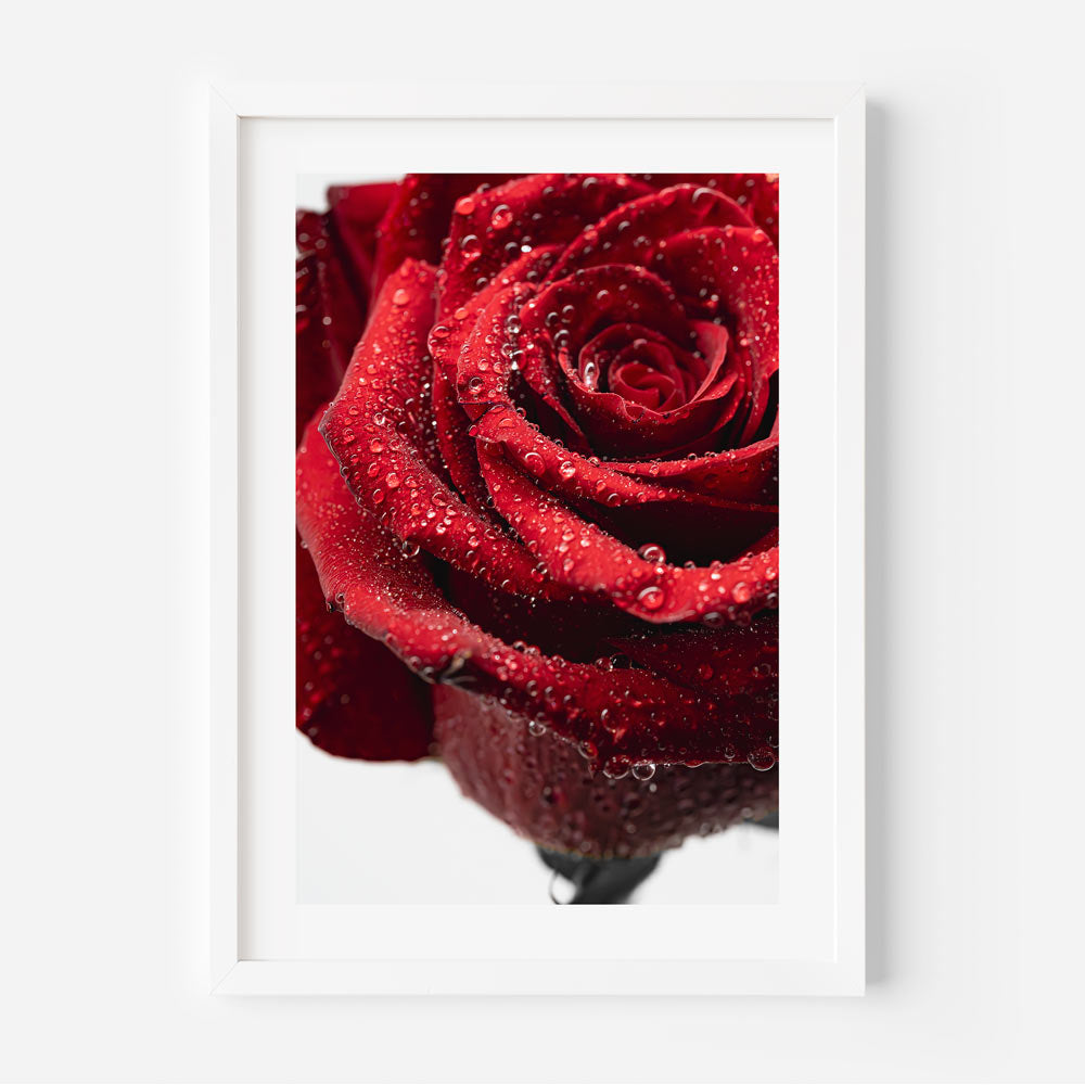 A framed artwork featuring a close-up photograph of a red rose with water droplets on it, presented in a white frame.
