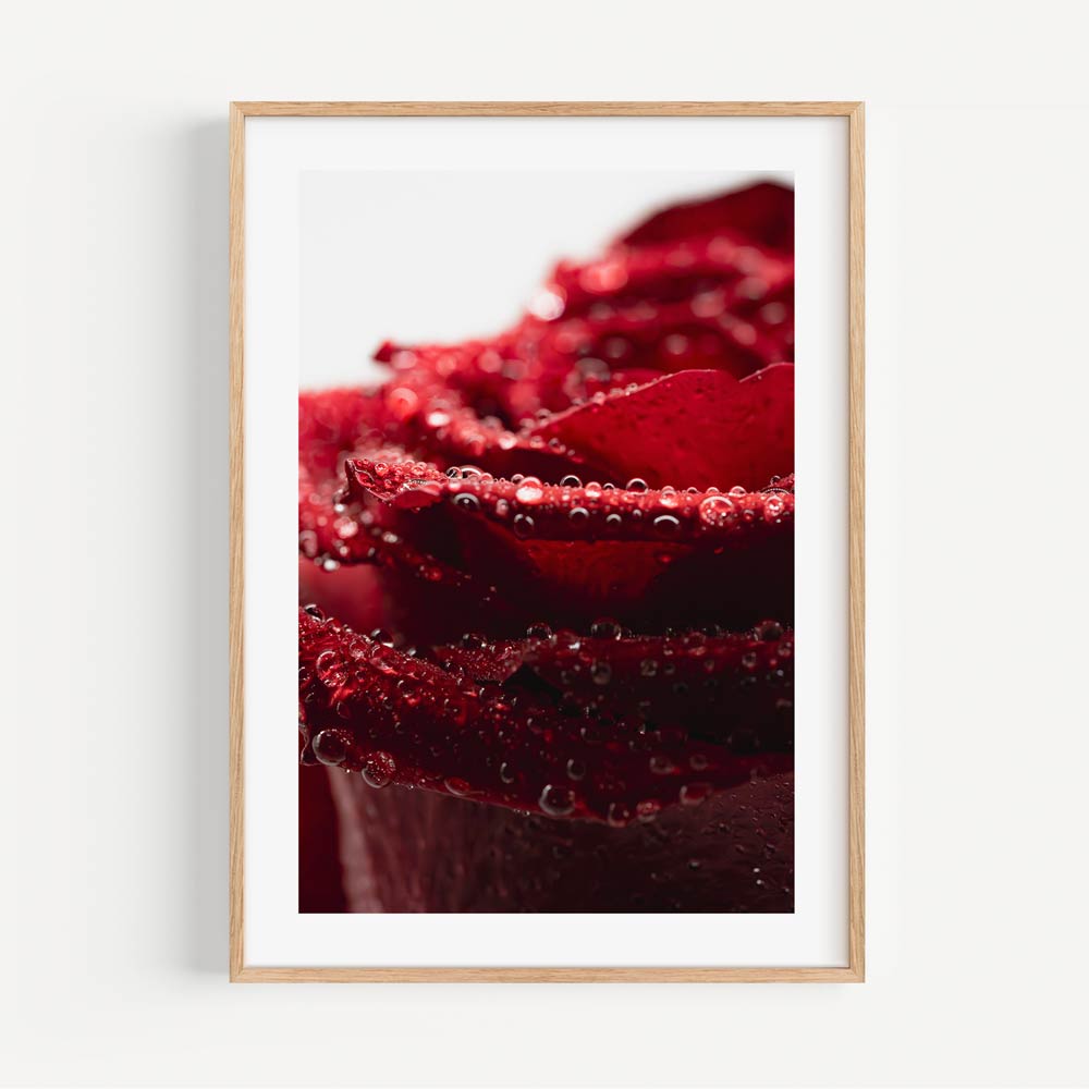 Red Rose I Art Print