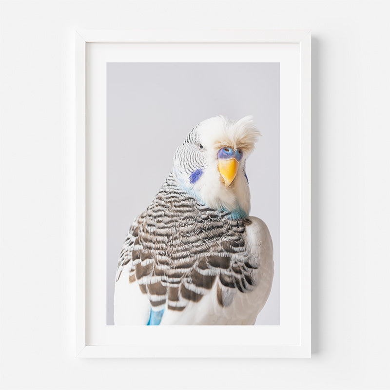 Tufted Pied Budgerigar Art Print