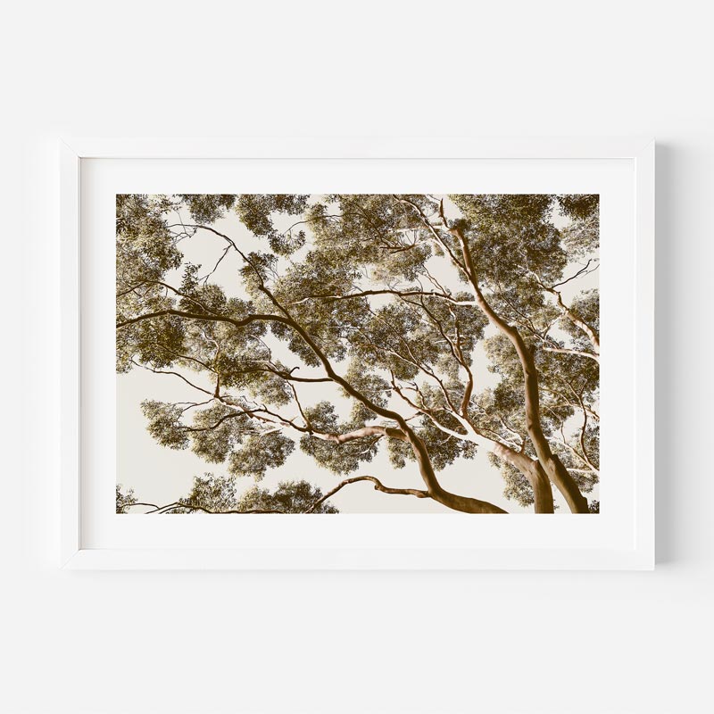 Framed artwork of tree branches against a white background