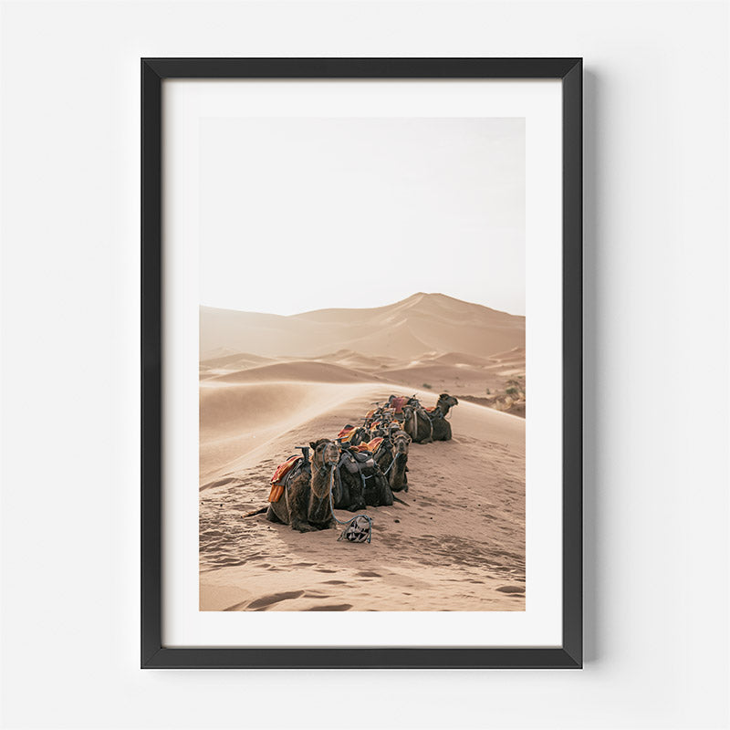 Framed photograph of camels in a desert landscape