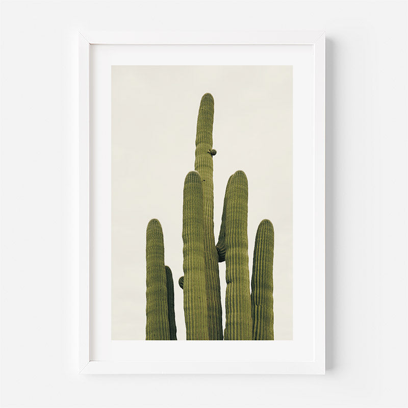 Tucson Cactus Art Print