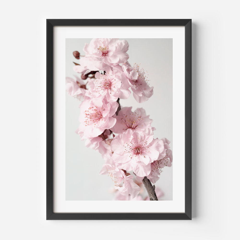 Pink Blossoms Arty Print