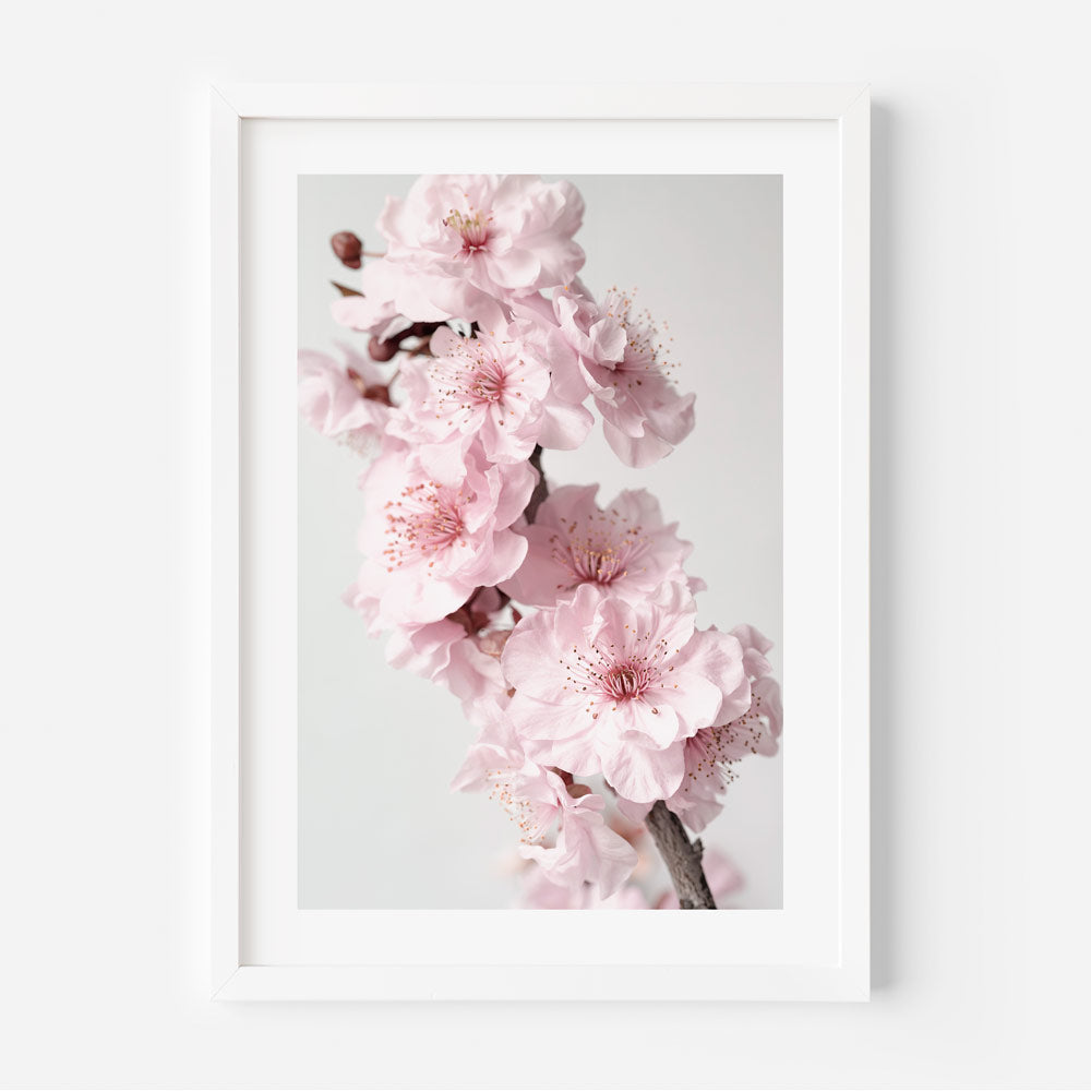A framed photograph of pink cherry blossoms against a white background.