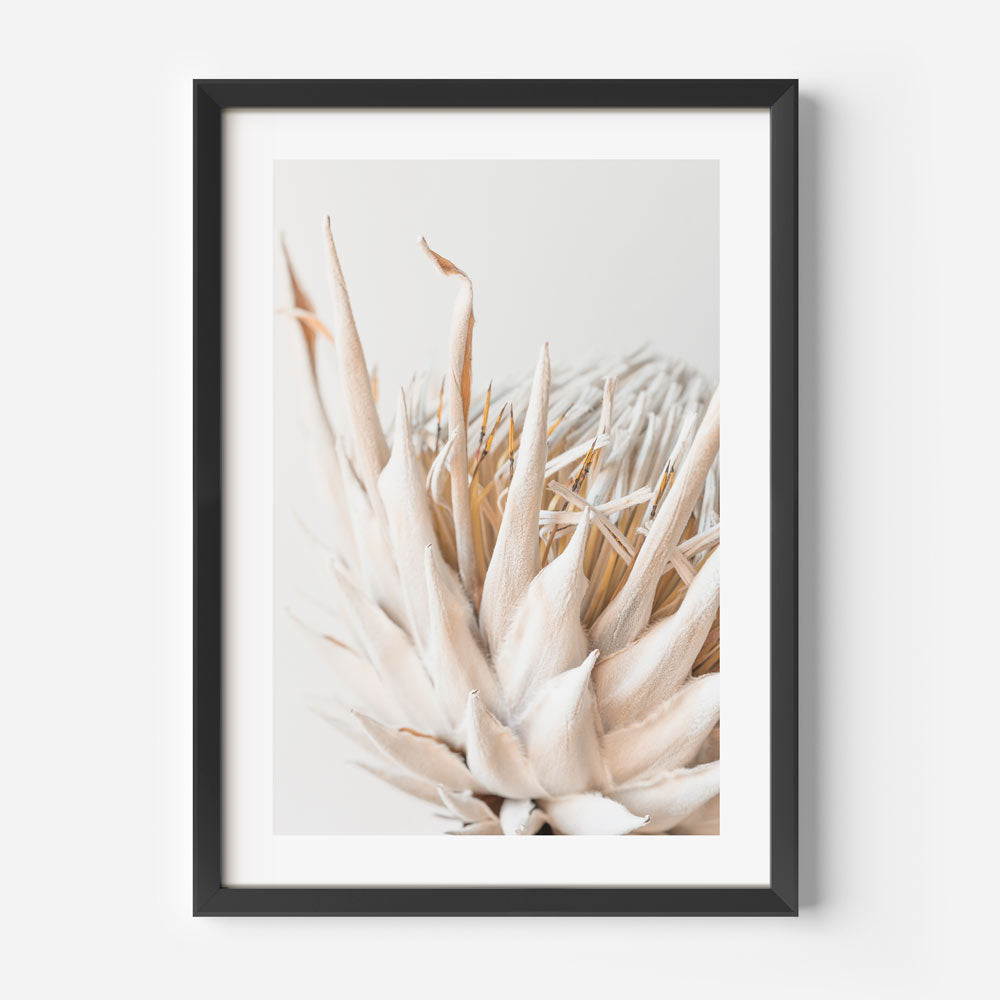 Dry Protea II Art Print